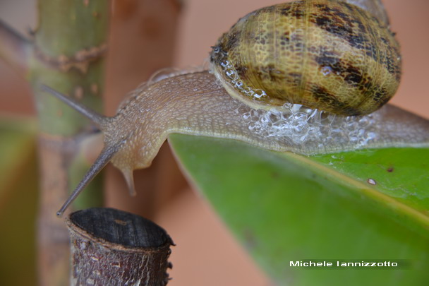 Gastropoda da determinare